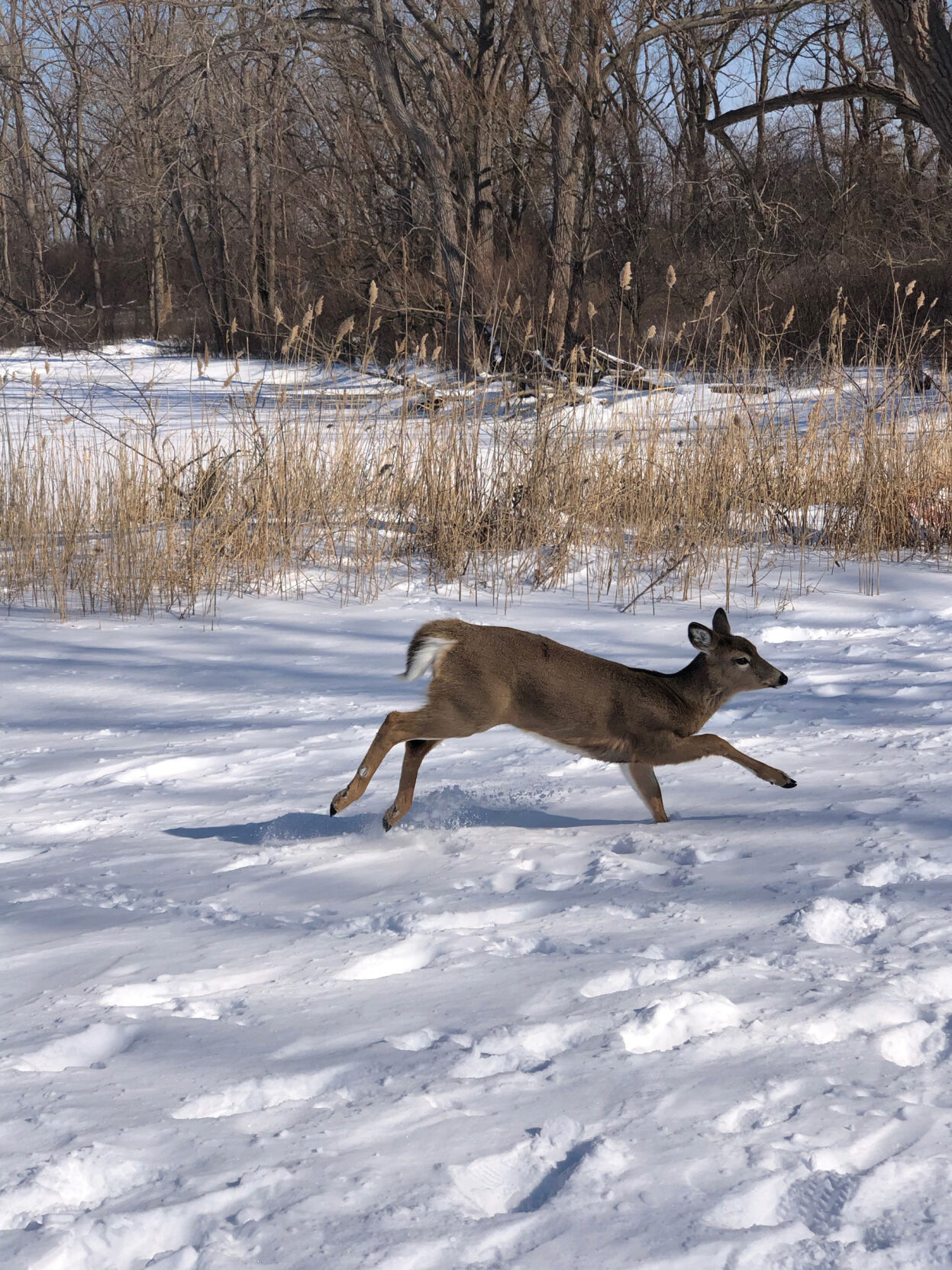 Fawn gambolling in Tifft Nature Preserve